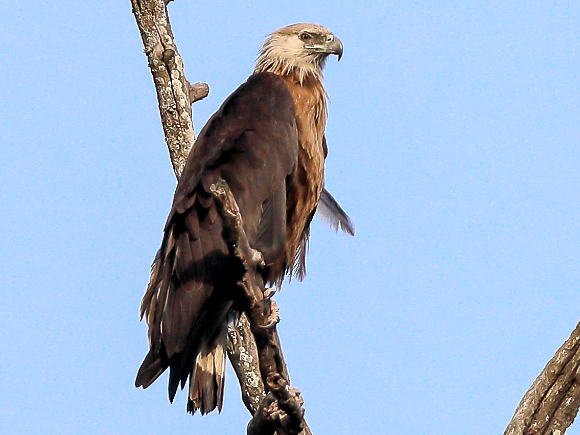 Pallas's Fish-Eagle - eBird