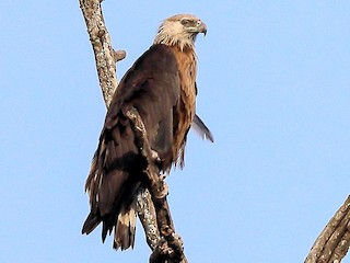  - Pallas's Fish-Eagle