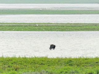  - Pallas's Fish-Eagle