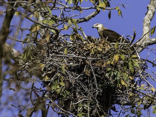 - Pallas's Fish-Eagle
