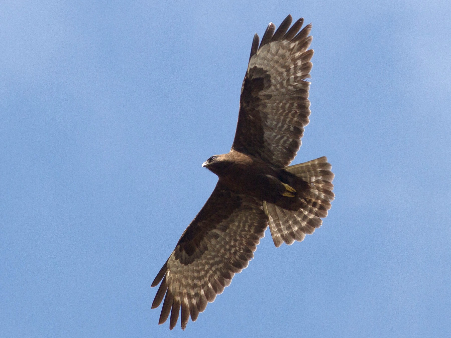 Himalayan Buzzard - Josh Engel