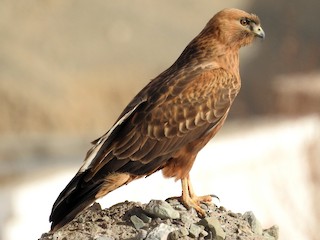 Himalayan Buzzard - Buteo refectus - Birds of the World