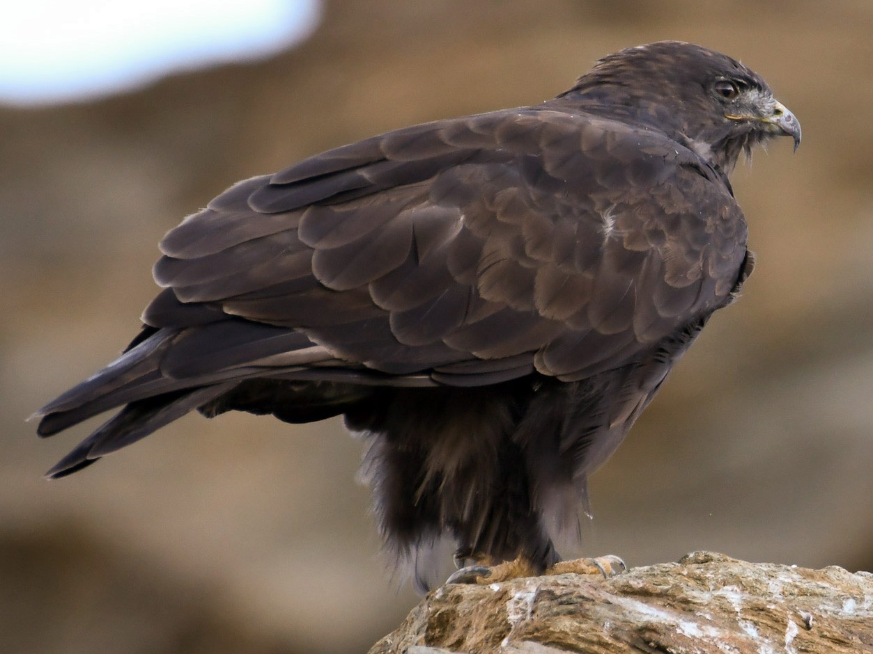 Upland Buzzard - Saurabh Sawant