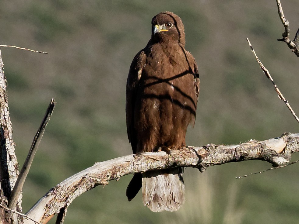 Upland Buzzard - eBird