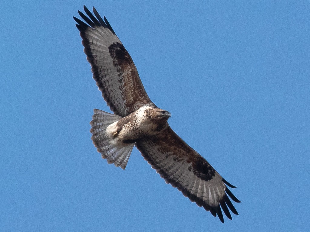 Upland Buzzard - Henrik Thorlund