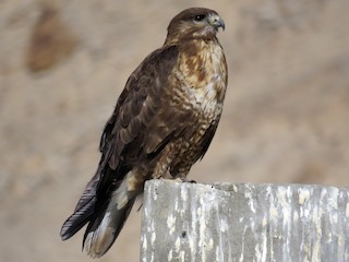 Upland Buzzard - Buteo hemilasius - Birds of the World