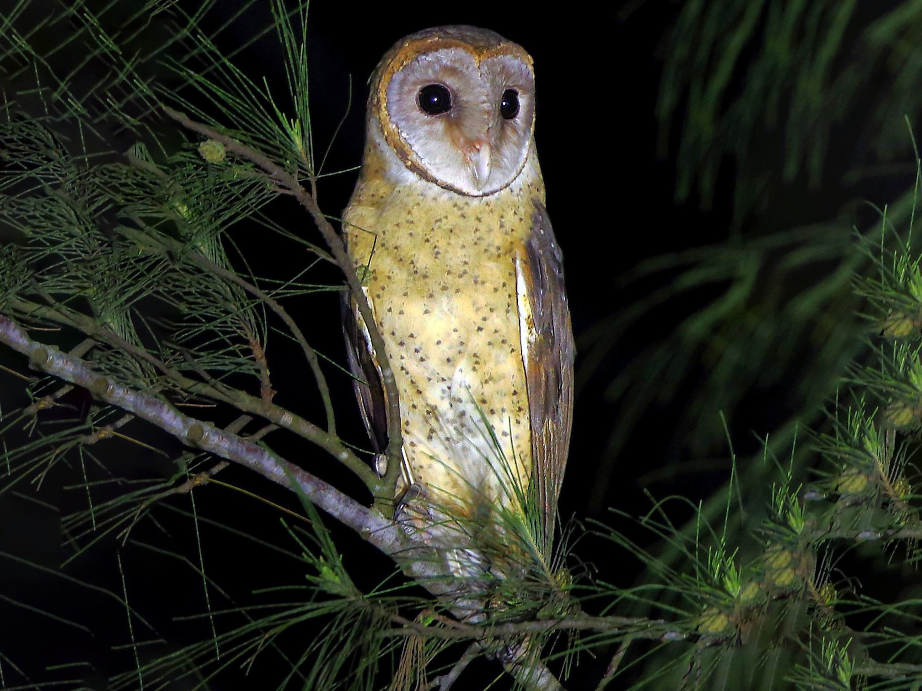 Andaman Masked-Owl - Albin Jacob