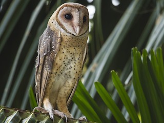  - Andaman Masked-Owl