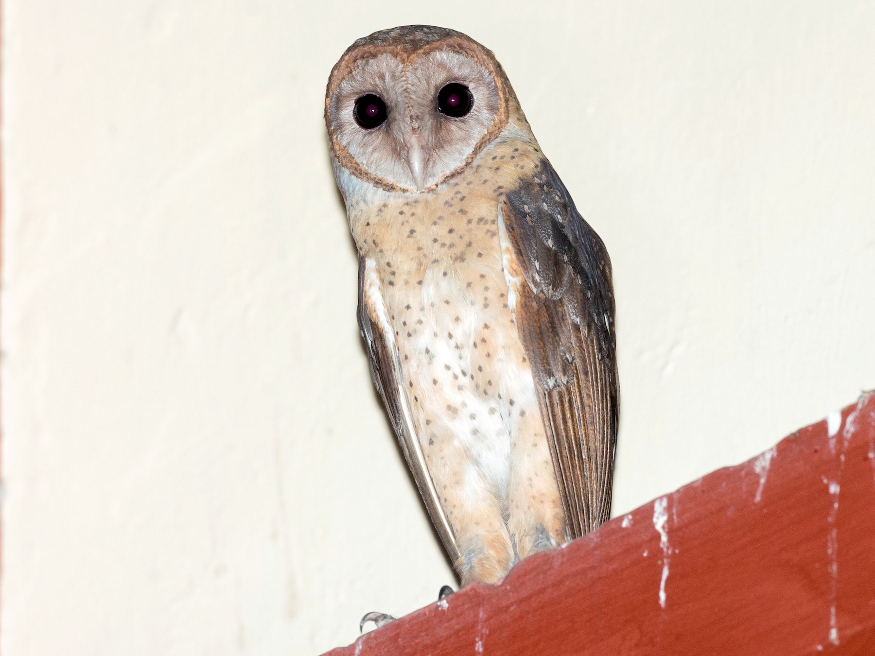 Andaman Masked-Owl - David Irving
