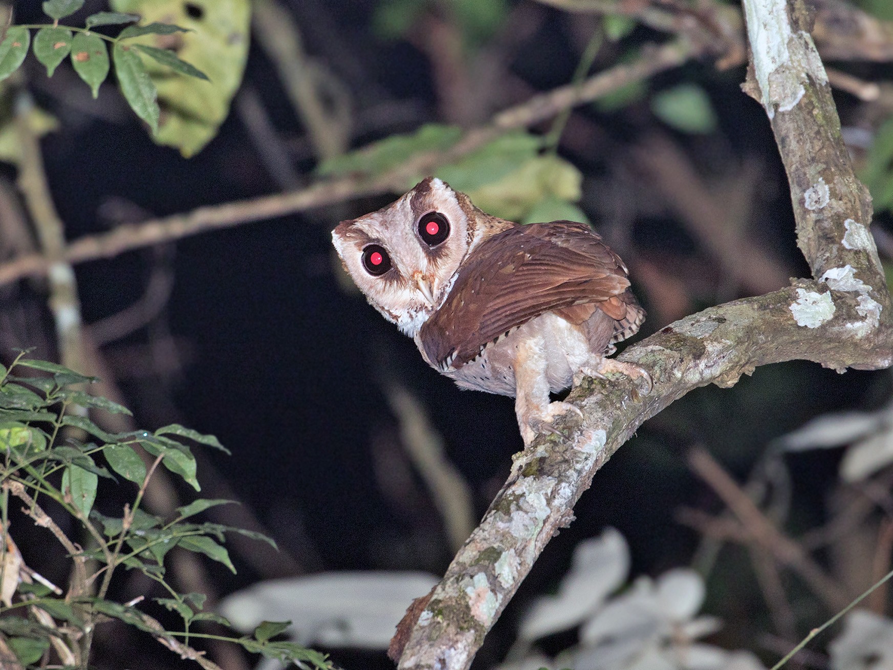 Oriental Bay-Owl - Sam Woods