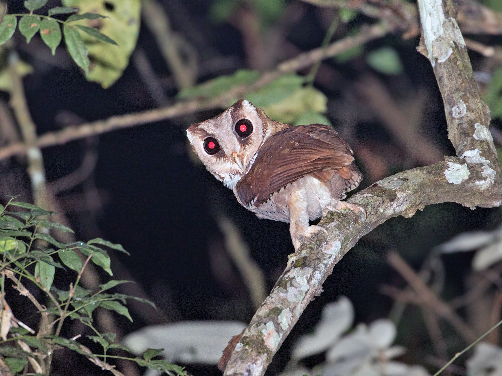 oriental bay owl