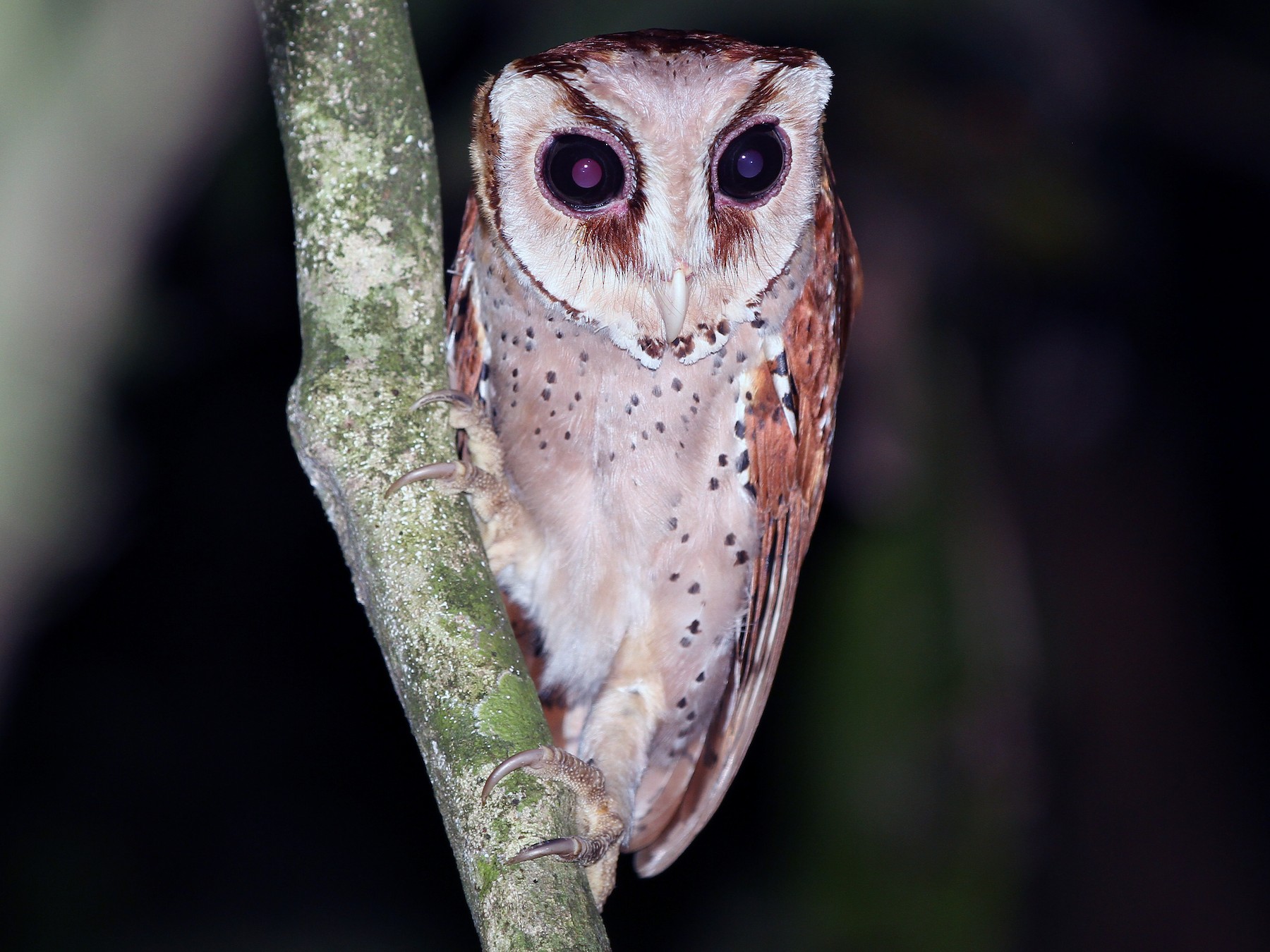 Oriental Bay-Owl - Christoph Moning
