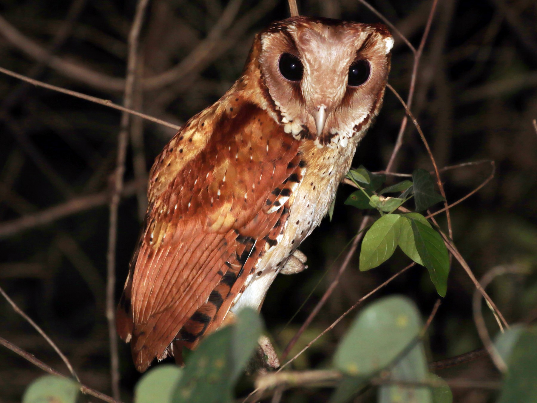 oriental bay owl