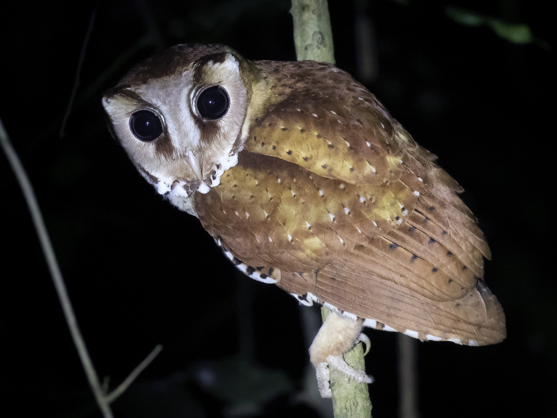 Oriental Bay-Owl - Chris Burney