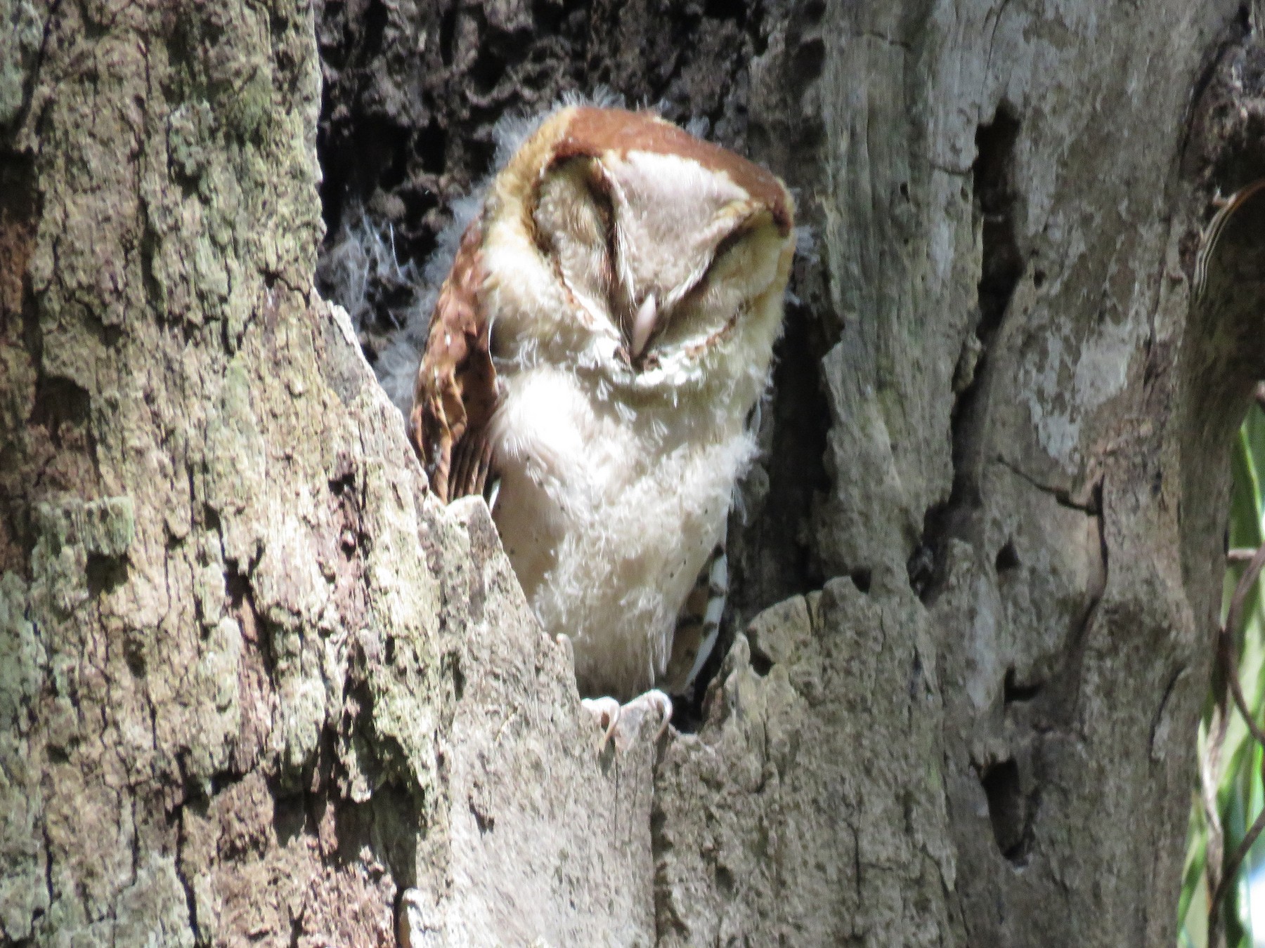 oriental bay owl