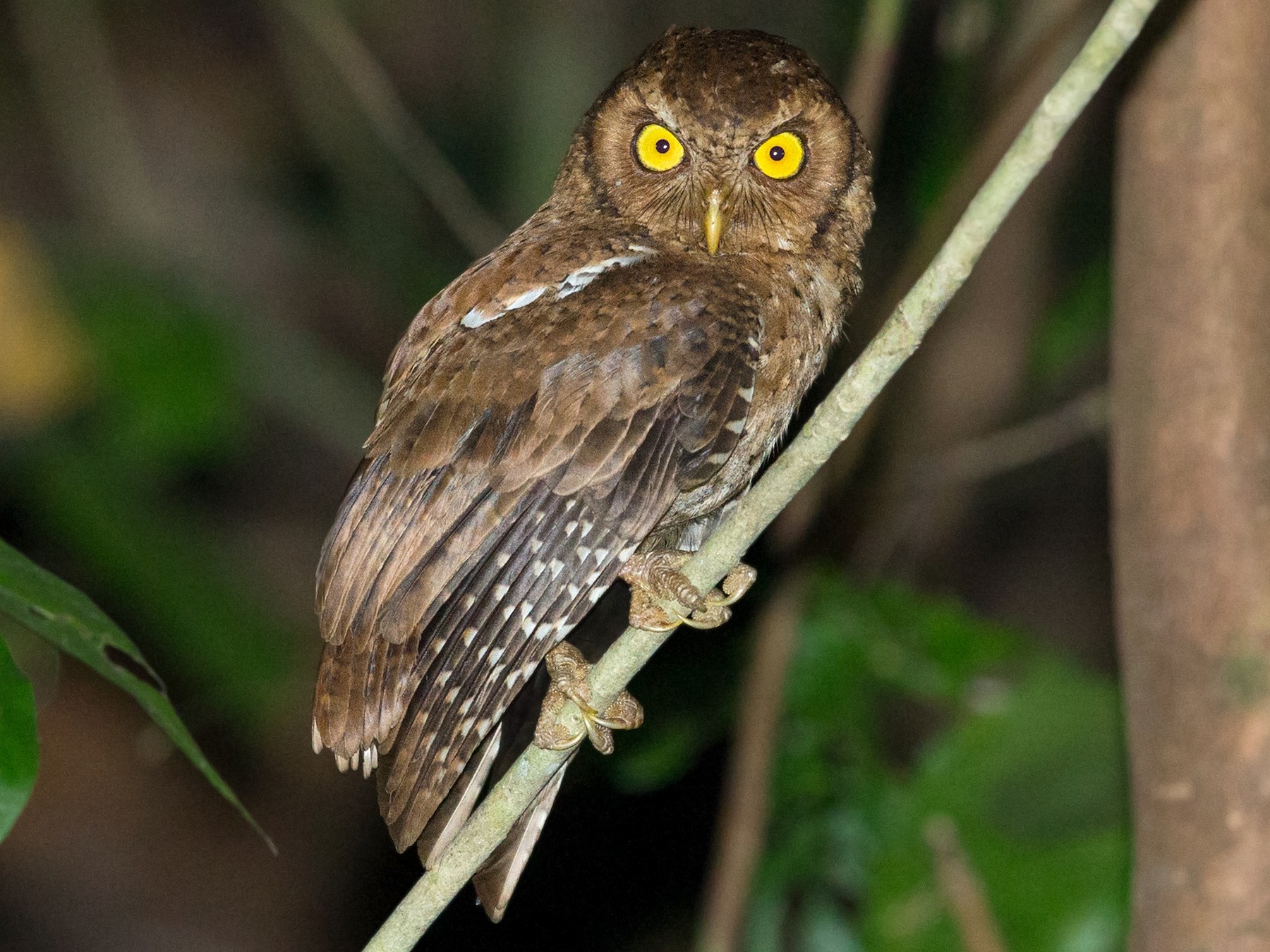 Andaman Scops-Owl - David Irving