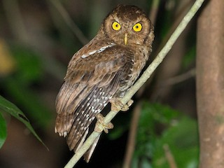  - Andaman Scops-Owl