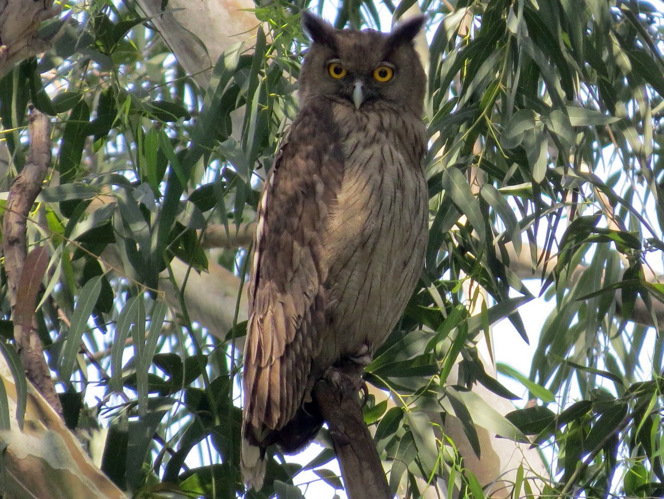 Dusky Eagle-Owl - Ritvik Singh