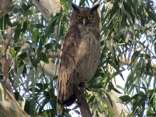  - Dusky Eagle-Owl