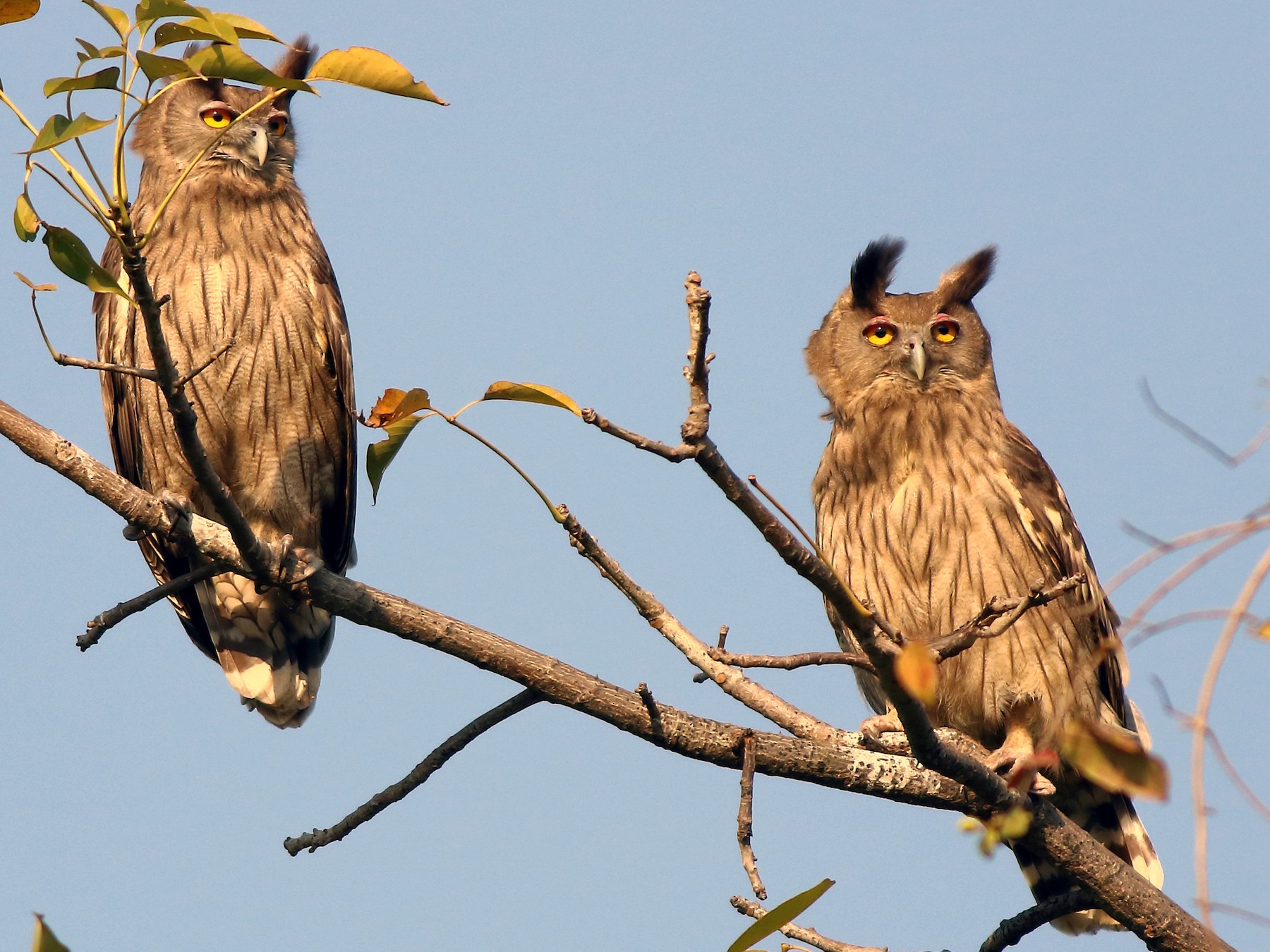 Dusky Eagle-Owl - Amarendra Konda