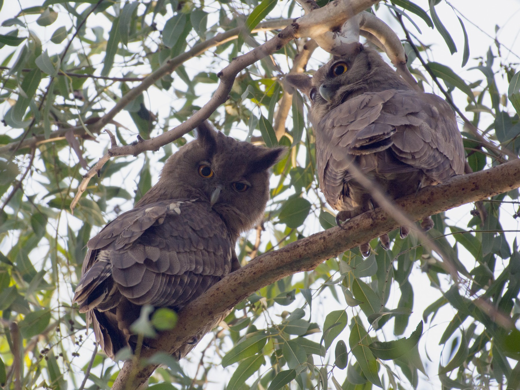 Dusky Eagle-Owl - Harshil Sharma