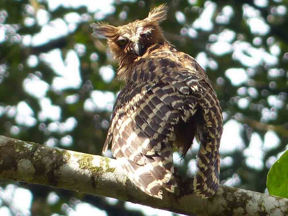 マレーウオミミズク Ebird