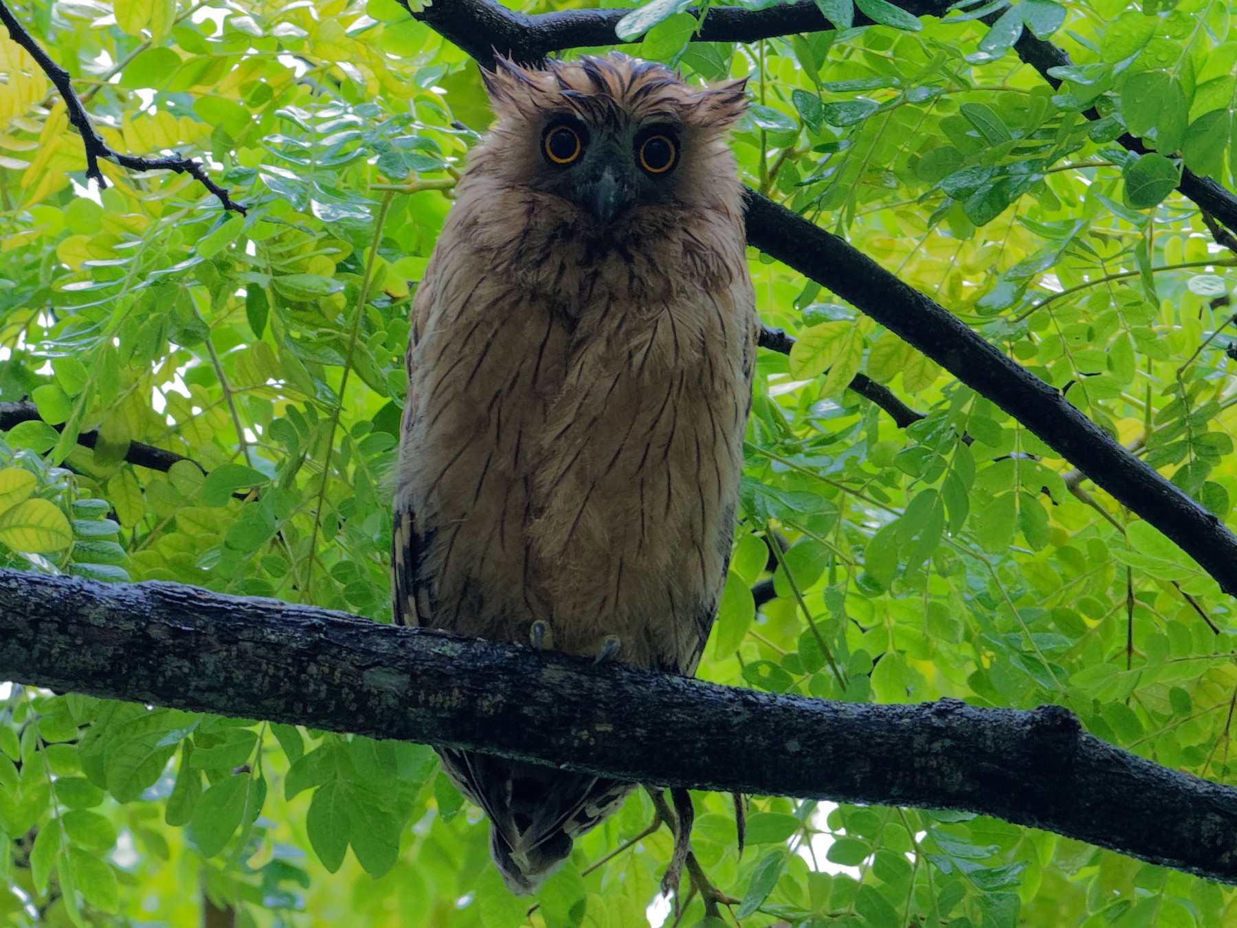 マレーウオミミズク Ebird