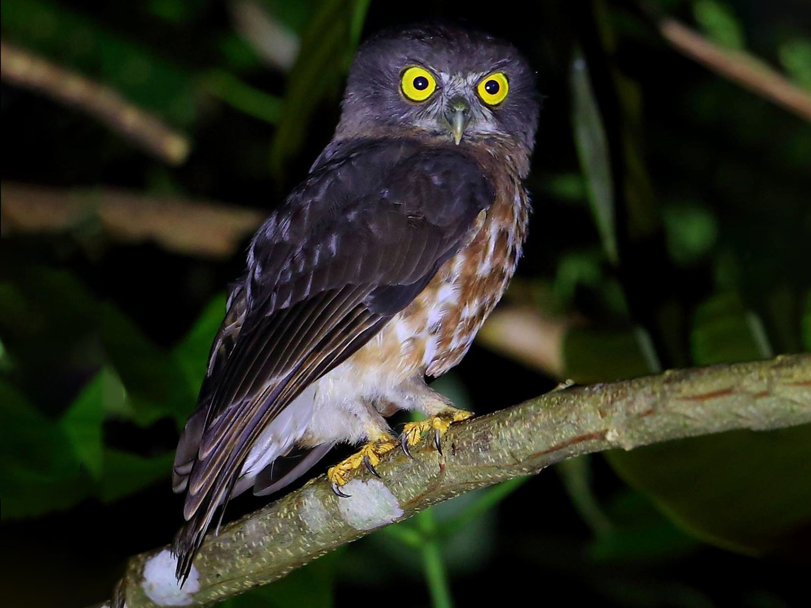 andaman boobook - eBird
