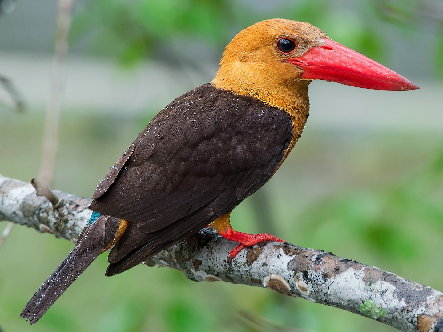 Brown-winged Kingfisher - Natthaphat Chotjuckdikul
