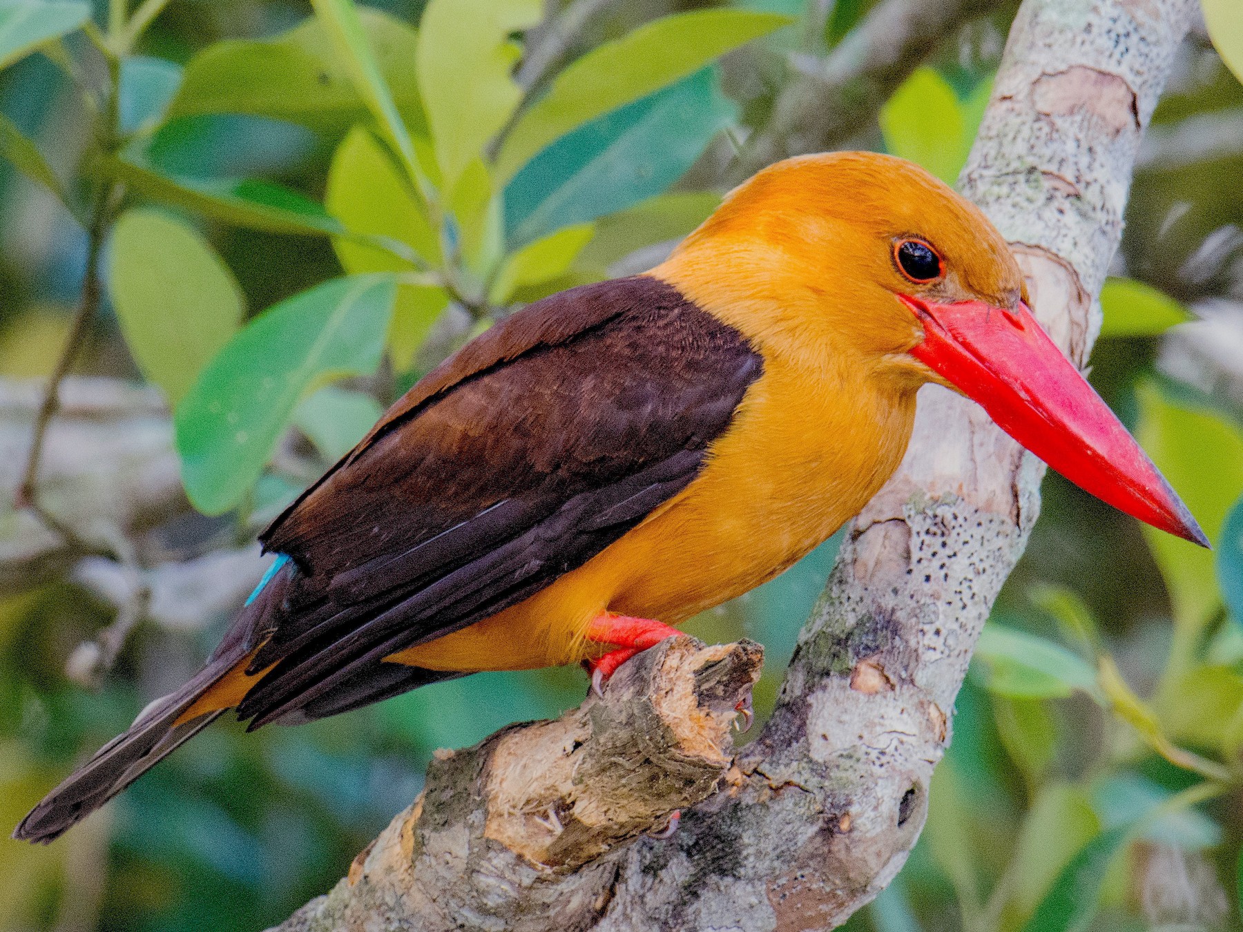 Brown-winged Kingfisher - Biswanath Mondal