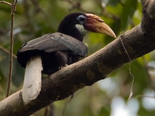 雌鳥 - Kalyan Varma - ML160383531