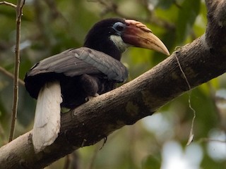 Female - Kalyan Varma - ML160383531