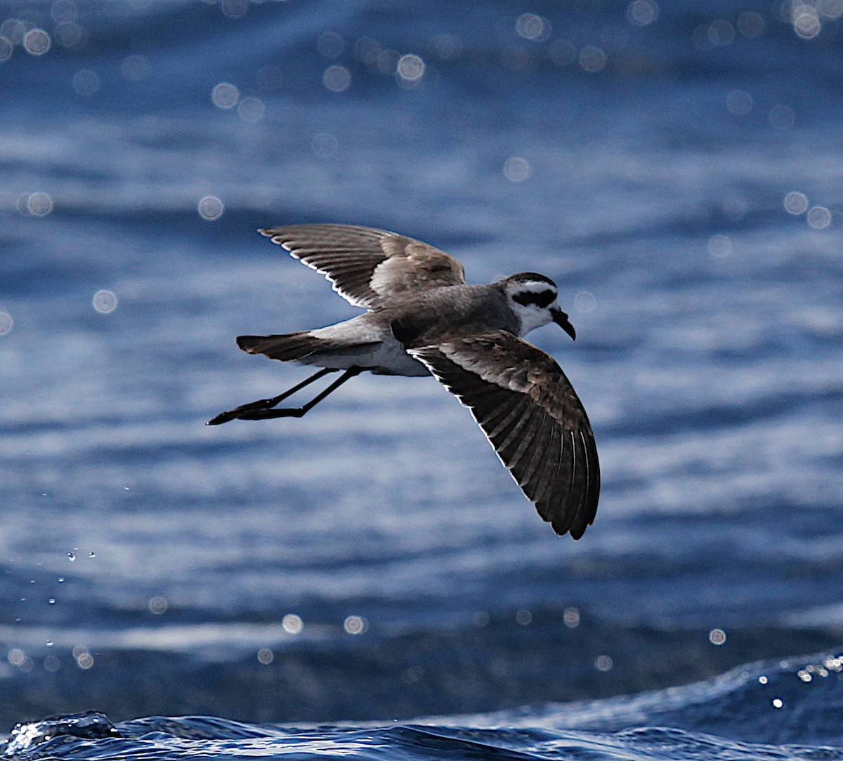 White-faced Storm-Petrel - ML160383561