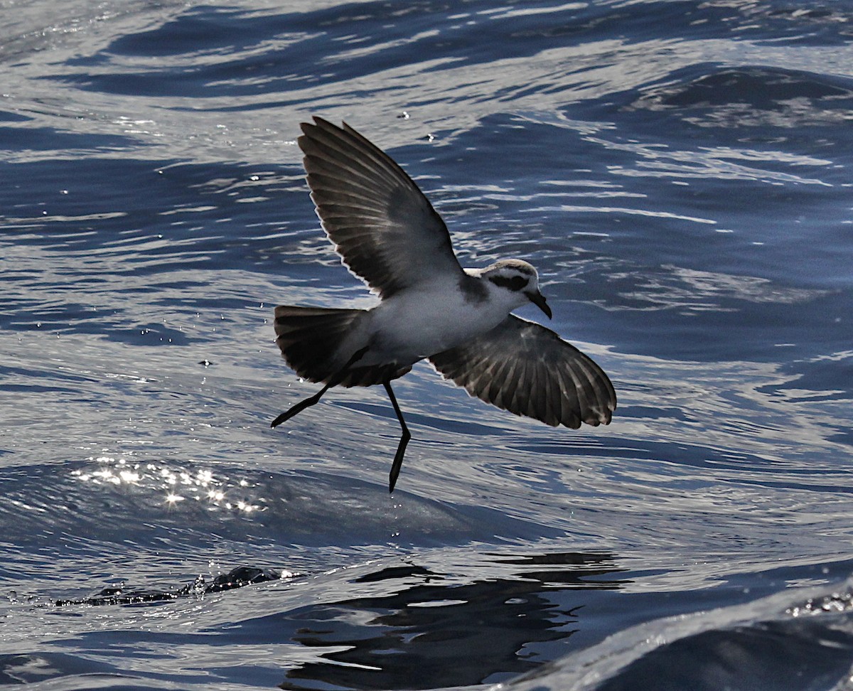 White-faced Storm-Petrel - ML160383581
