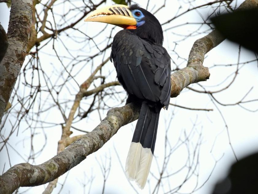 Rufousnecked Hornbill eBird