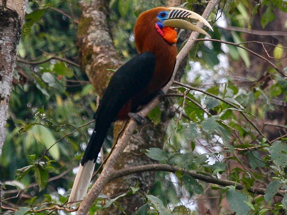 Rufous-necked Hornbill - eBird