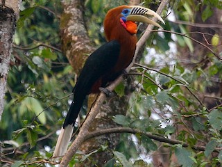  - Rufous-necked Hornbill