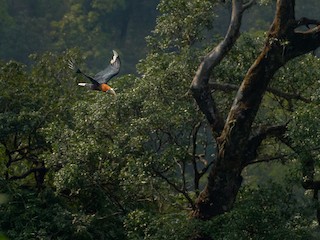 - Rufous-necked Hornbill