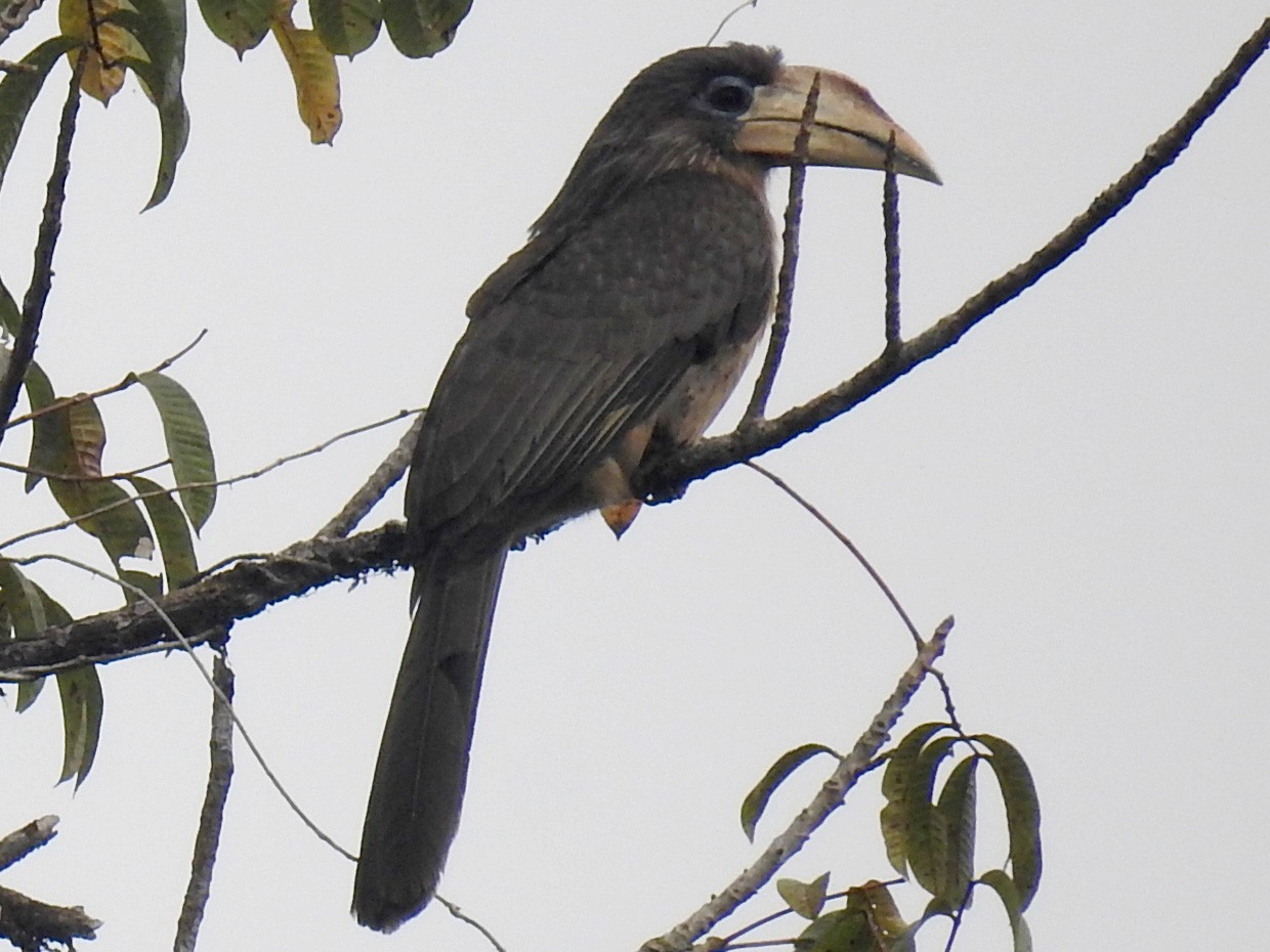 Brown Hornbill - Aparajita Datta