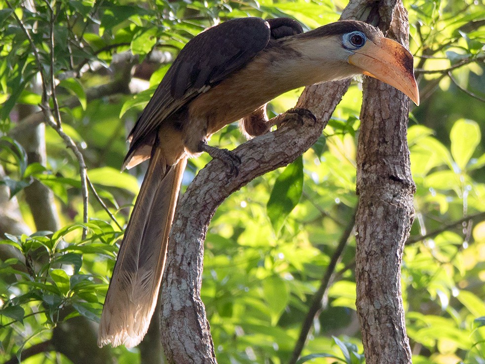 Brown Hornbill - Ayuwat Jearwattanakanok