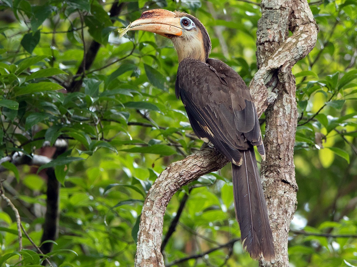 Brown Hornbill - Ayuwat Jearwattanakanok