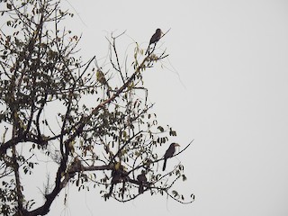 Flock - Aparajita Datta - ML160383981