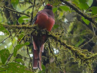  - Ward's Trogon