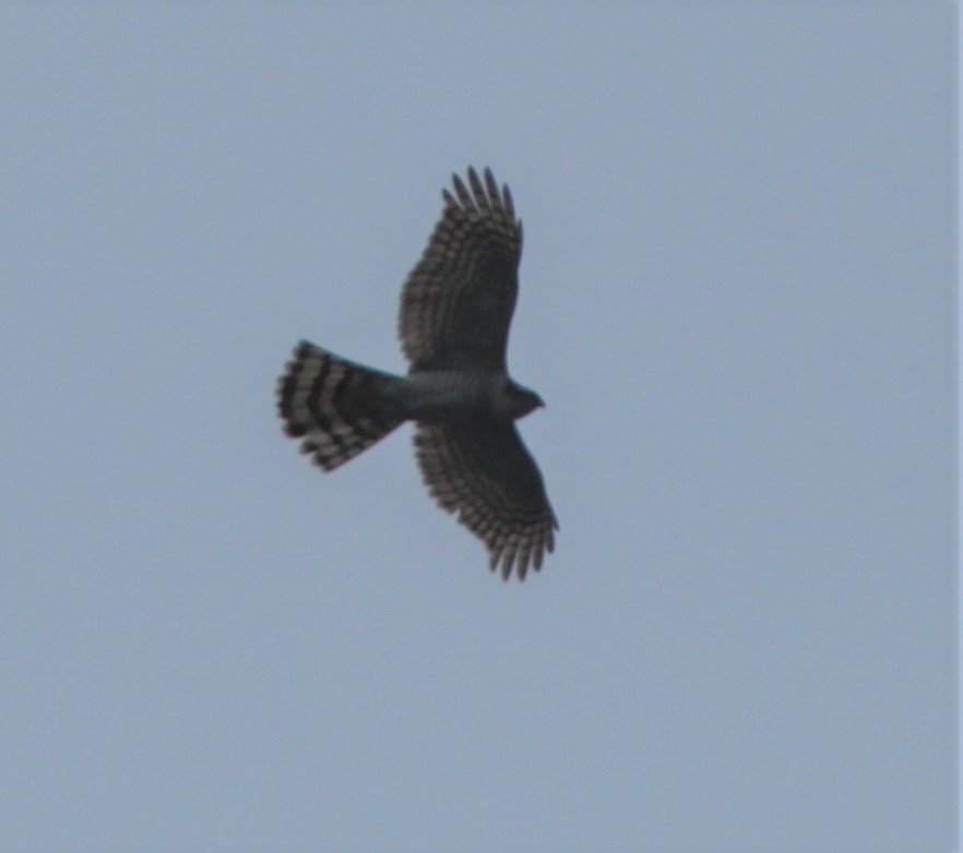 Eurasian Sparrowhawk - ML160384711