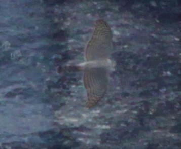 Eurasian Sparrowhawk - ML160384721