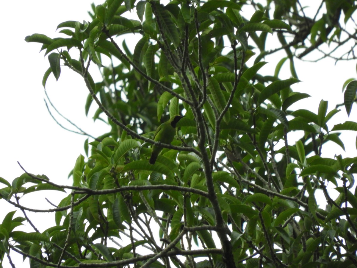 Sumatran Leafbird - Oliver Tan