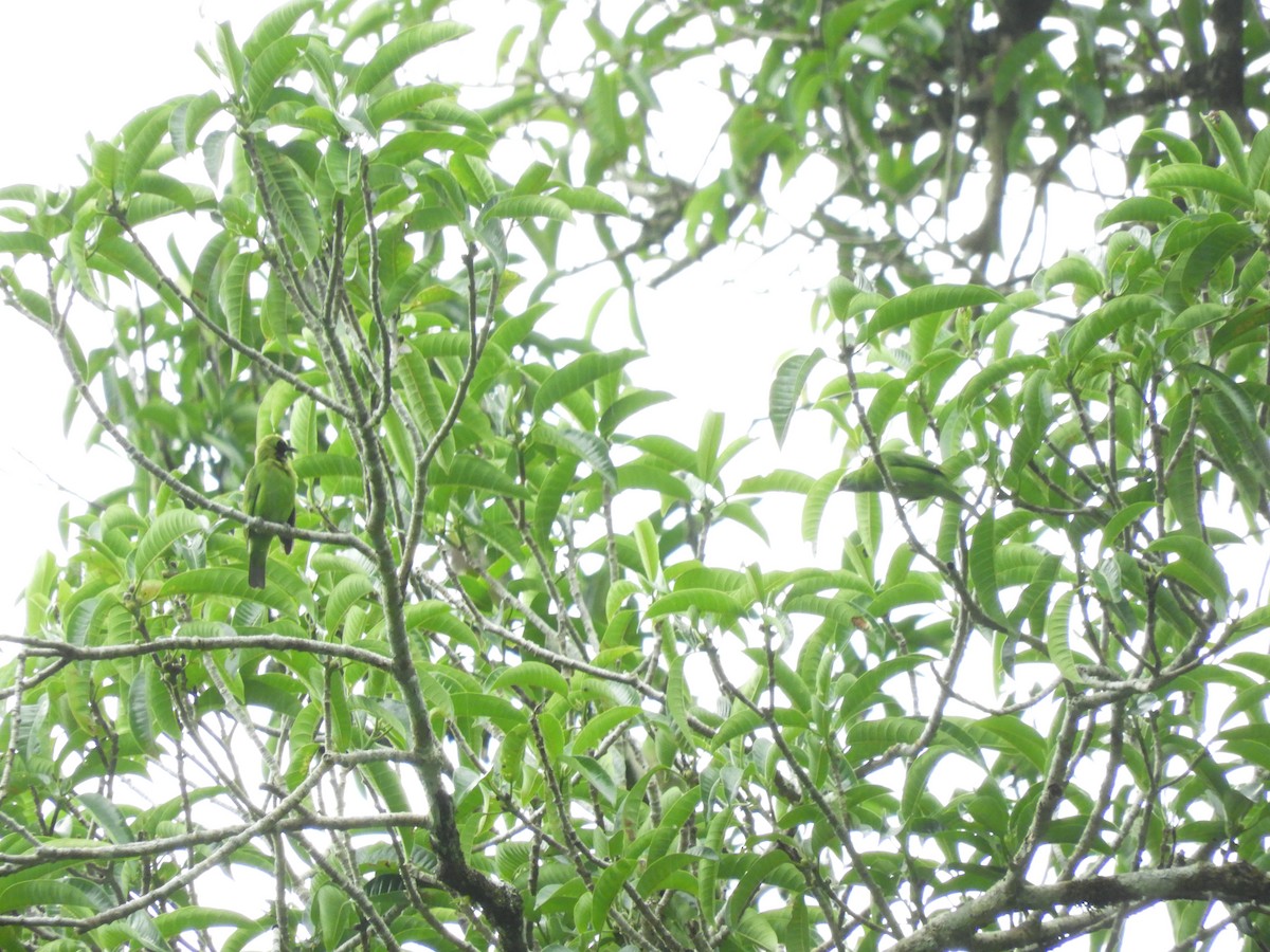Sumatran Leafbird - ML160384851