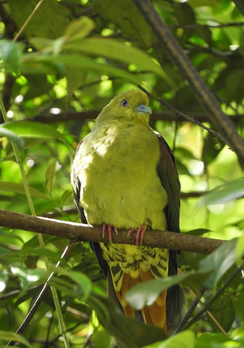 Wedge-tailed Green-Pigeon - Oliver Tan