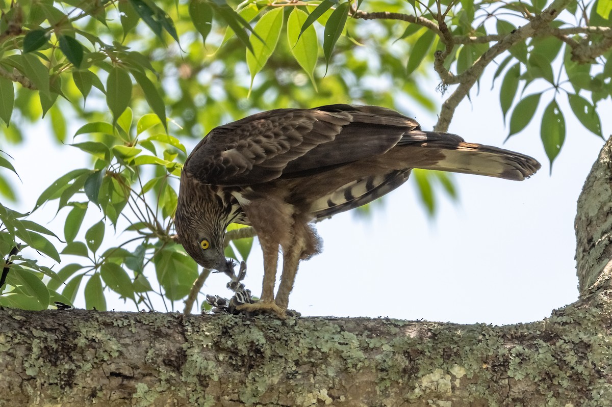 Changeable Hawk-Eagle (Crested) - Balaji P B