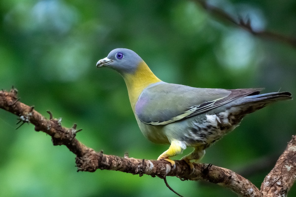 Yellow-footed Green-Pigeon - Balaji P B